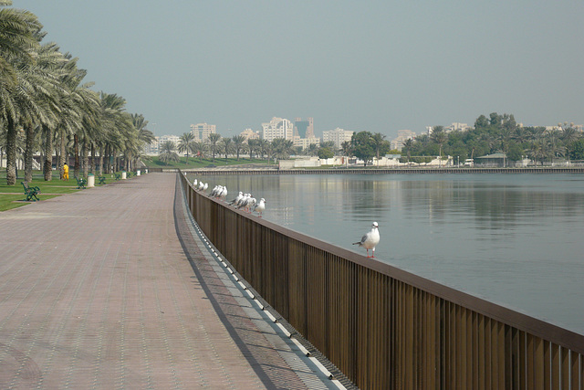 Seagulls In Sharjah