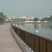 Seagulls In Sharjah