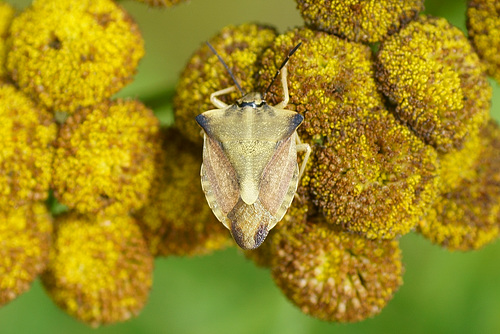 Nördliche Fruchtwanze (Carpocoris fuscispinus) auf Rainfarn