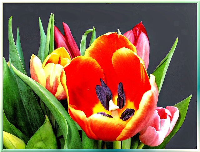 Time for Tulips... ©UdoSm