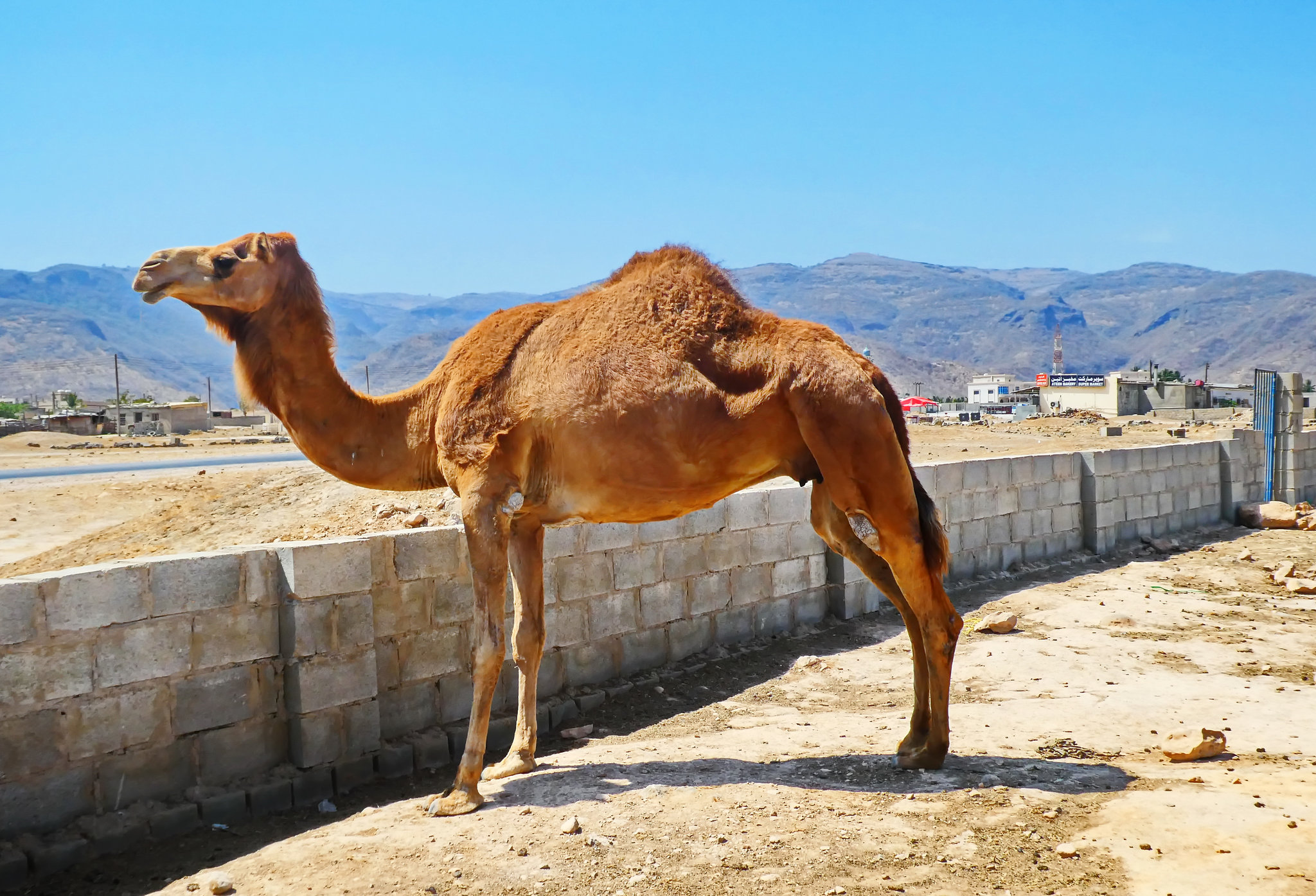 Abitante dell'Oman