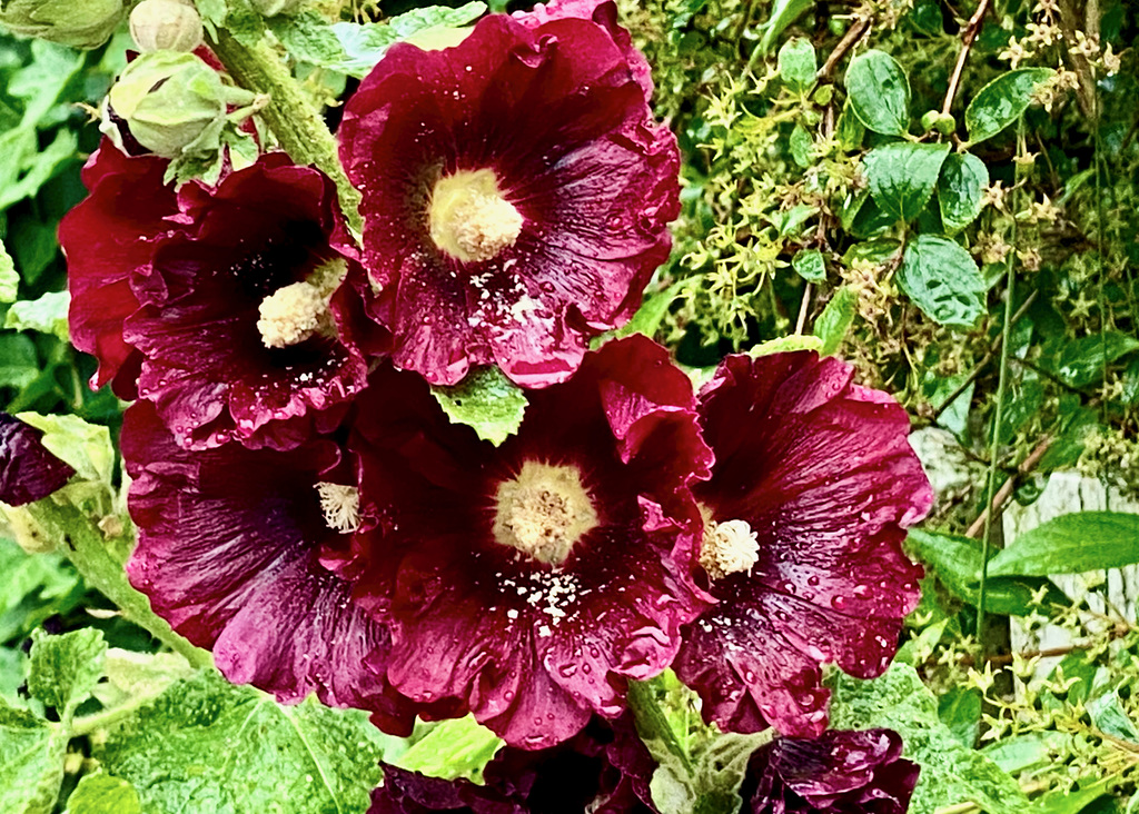 Stockrosenblüten
