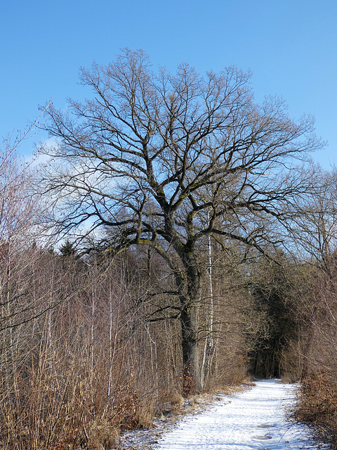 Spazierweg an den Eselweihern