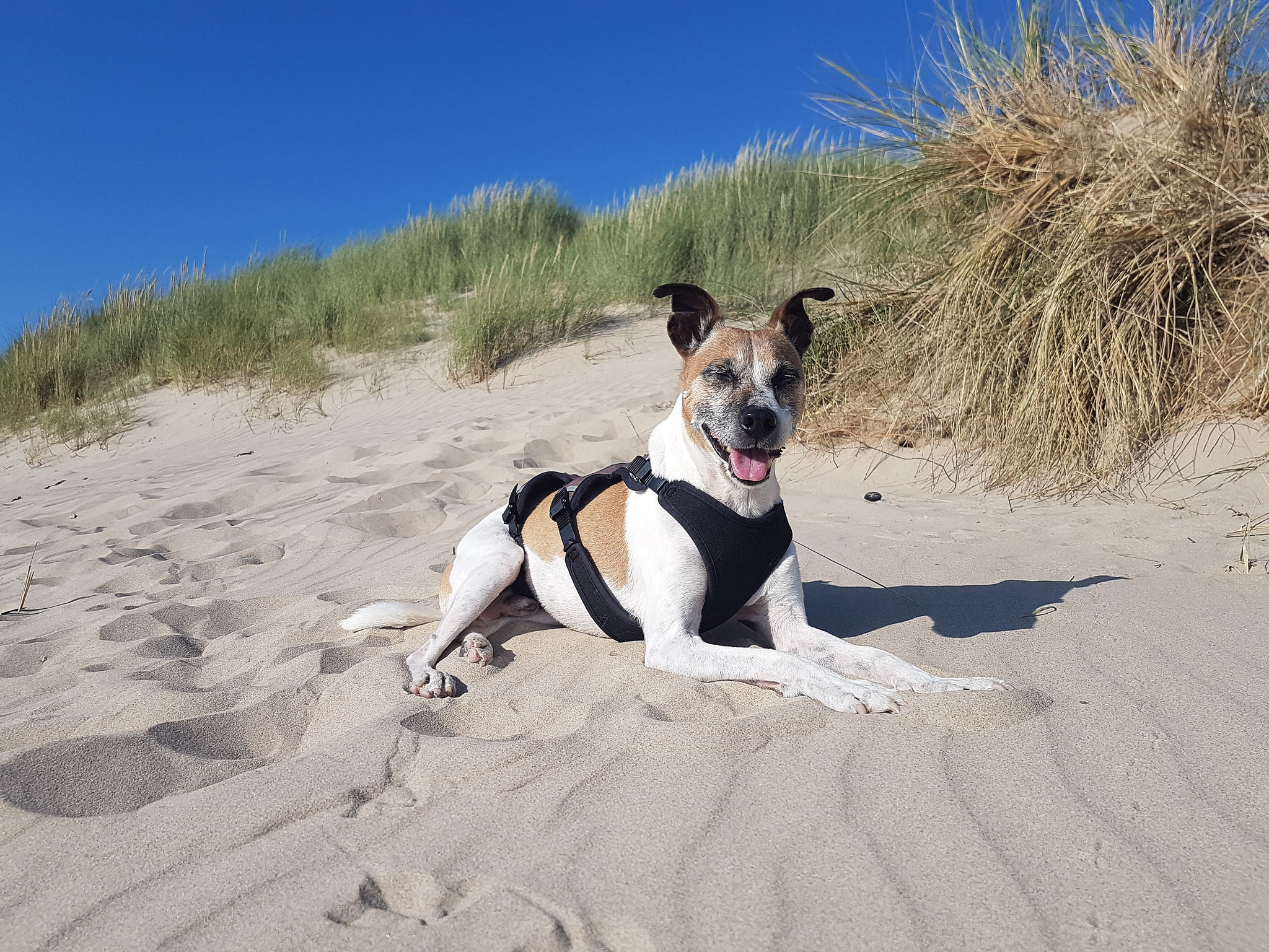 Jack Russell Terrier Rico am Strand von Hargen aan Zee