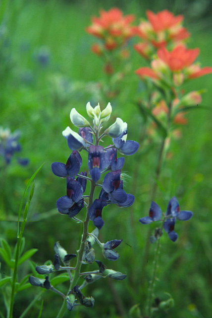 Bluebonnets and Paintbrush