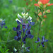 Bluebonnets and Paintbrush