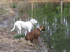 Branco & Rosie enjoying the pond