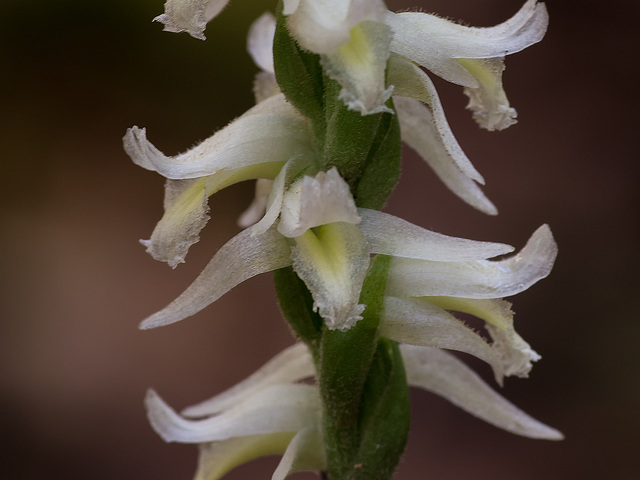 Spiranthes odorata (Fragrant Ladies'-tresses orchid)