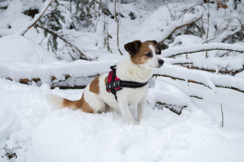 Jack Russell Terrier Clifford DSC00027