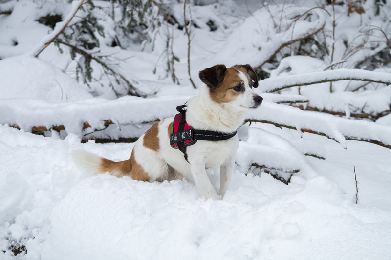 Jack Russell Terrier Clifford DSC00027