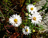 White bush asters