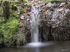 Am Bach im Wangental