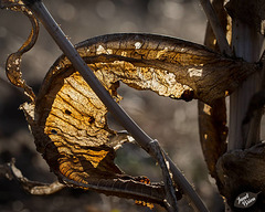 Pictures for Pam, Day 12: Teasel Leaf Flag