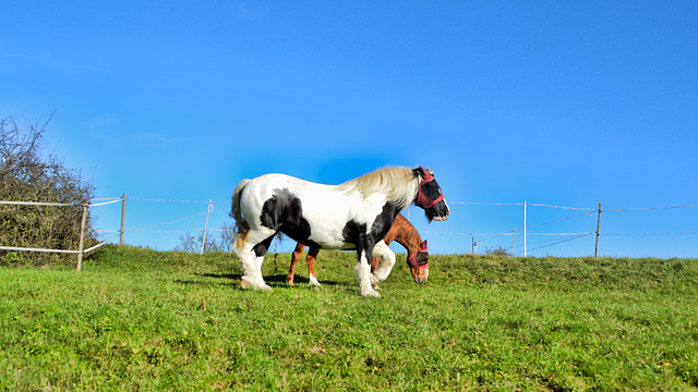 Horses