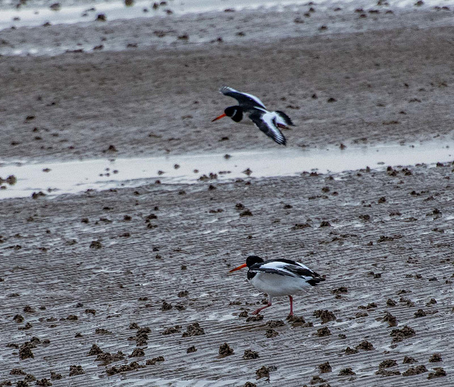 Oyster catchers2