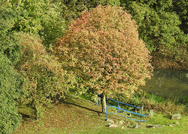 Herbst in Kirchdorf-Süd