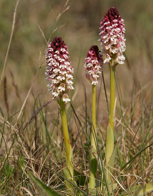 Brand-Knabenkraut (Neotinea ustulata)