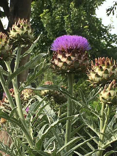 Fleurs d’artichaut