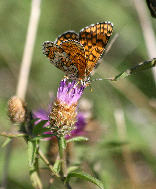 Papillon