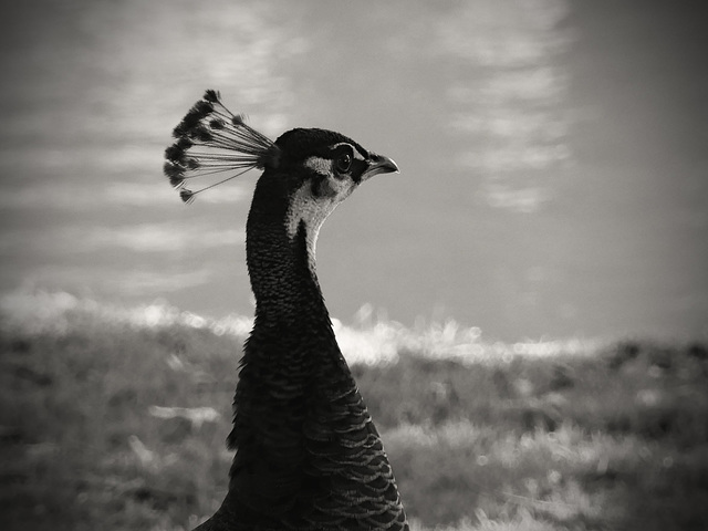 Peacock in platinum