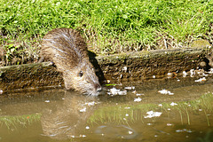 ... dann wieder in's Wasser zurück