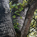 Sycamore Growing in the Bole of an Aspen