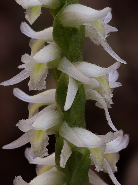 Spiranthes odorata (Fragrant Ladies'-tresses orchid)