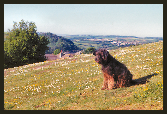 dog on Agaton Hill