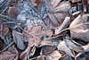 Givre et tapis de feuilles mortes