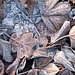 Givre et tapis de feuilles mortes
