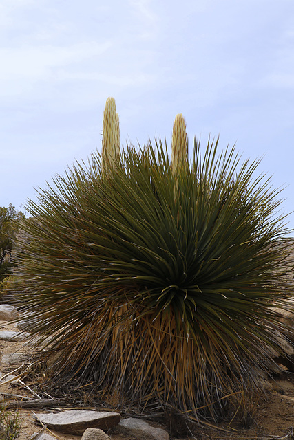 Mojave Yucca