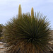 Mojave Yucca