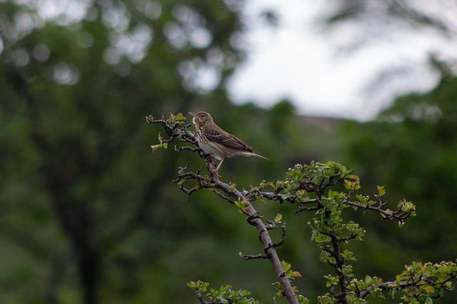 Tree Pipit