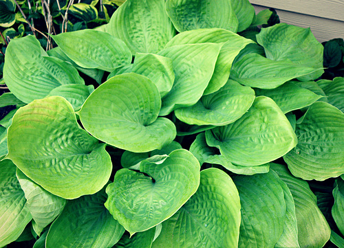 Hosta giant