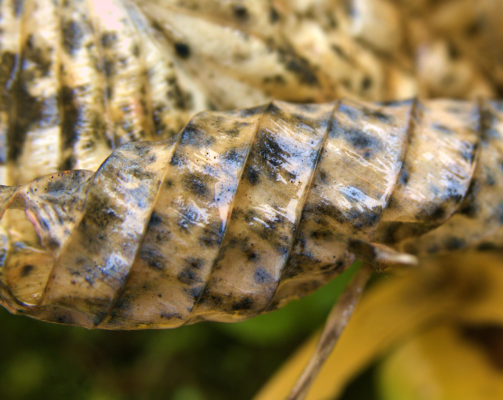 Rain Soaked Hosta