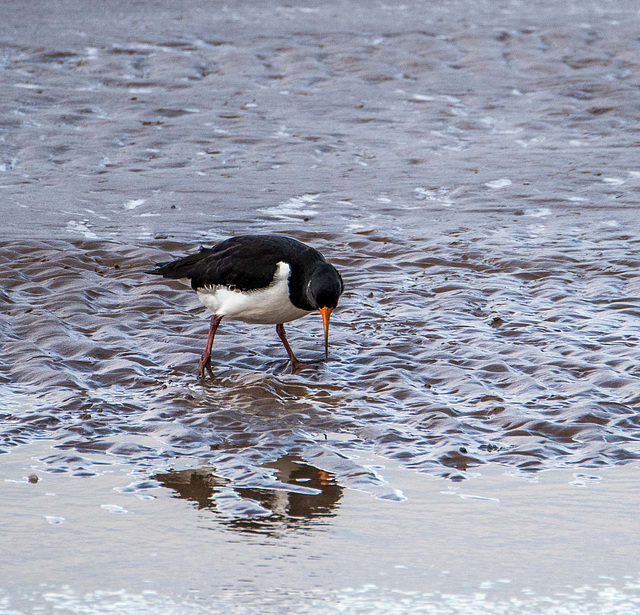 Oystercatcher