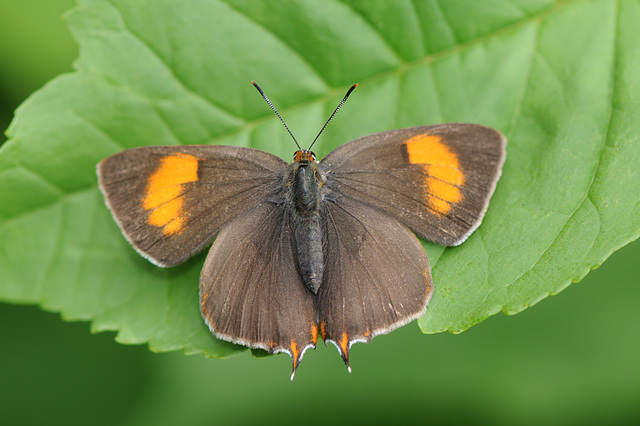 basking Brown hairstreak