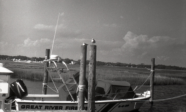 Gulls