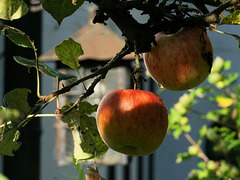 Äpfel im Morgentau