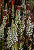 Spiranthes odorata (Fragrant Ladies'-tresses orchid) 'Chadds Ford'