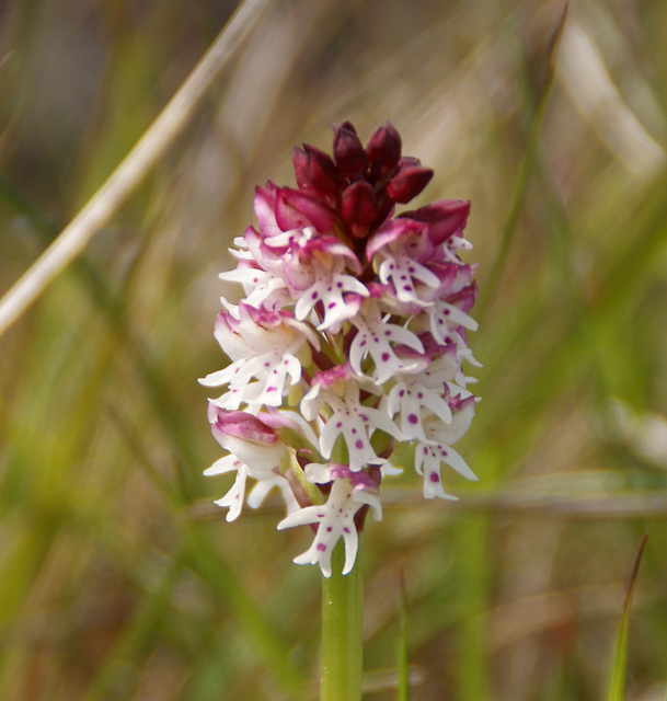 Brand-Knabenkraut (Neotinea ustulata)