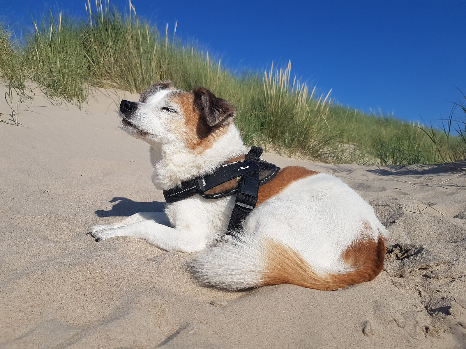 Jack Russell Terrier Clifford am Strand von Hargen aan Zee