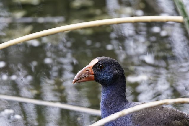 If I stand still I will blend in with the reeds.