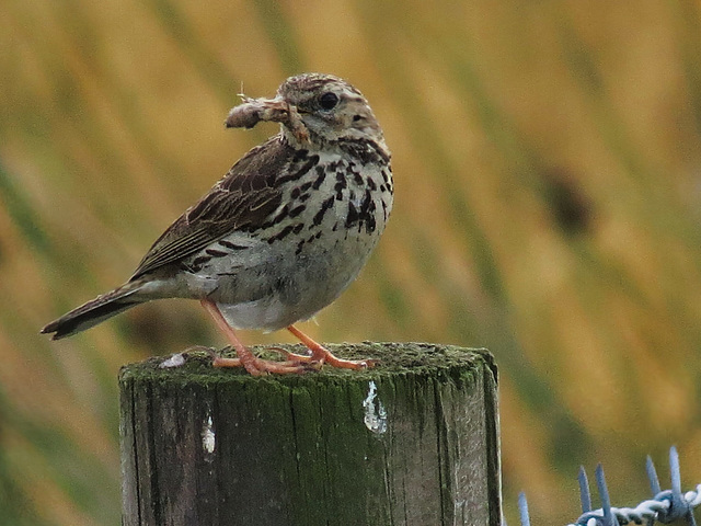 Meadow Pipit