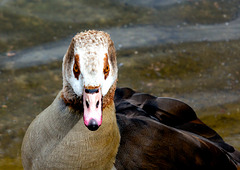 Egyptian Goose