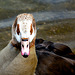 Egyptian Goose
