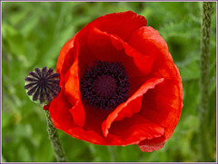 ''a  Mature meets a Beauty''