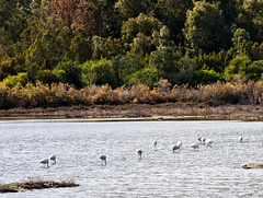 Larnaca - Flamingo