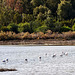 Larnaca - Flamingo