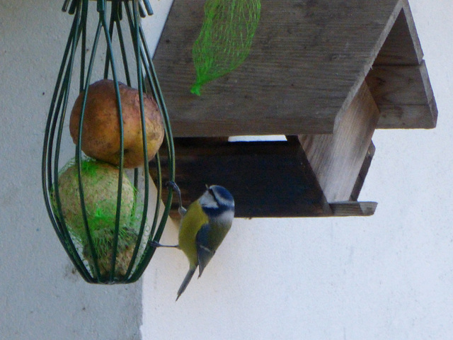 mésange bleue